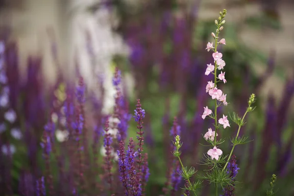 Flowers Field Summer Nature Close Blue Purple Sage Blossoms Blurry — Stockfoto