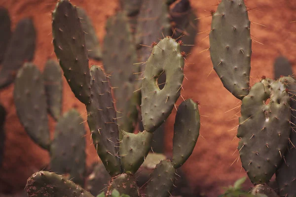 Plante Cacto Verde Com Espinhos Afiados Close Conceito Plantas Tropicais — Fotografia de Stock