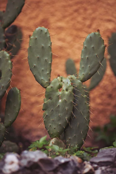 Plante Cacto Verde Com Espinhos Afiados Close Conceito Plantas Tropicais — Fotografia de Stock