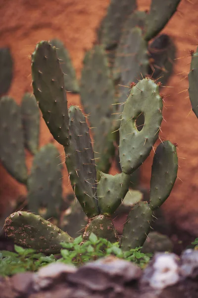 Növényi Zöld Kaktusz Éles Tüskék Közelről Trópusi Növények Koncepciója Kaktusz — Stock Fotó