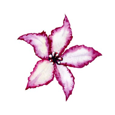 Anemone çiçeği, kızıl tomurcuk. El boyası çizimi beyaz arkaplanda izole edilmiş. Düğün baskısı için tasarım, davetiye, tebrikler, Clipart, kartpostal, doğum günü