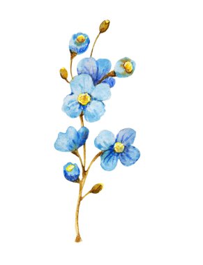 Mavi-sarı tarla yabani çiçekleri, çiçek buketi. Beyaz arkaplanda el çizimi suluboya çizimi