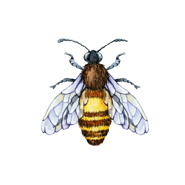 Εντόμων μέλισσα, σφήκα απομονωμένη σε λευκό φόντο. Γκρο πλαν απεικόνιση ακουαρέλα. Σχεδιασμός συσκευασίας και περιτυλίγματος μελιού, βιομηχανίας τροφίμων, μελισσοκόμου — Φωτογραφία Αρχείου