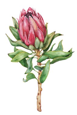 Exotic tropea flower and dense greenery, hand drawn watercolor illustration isolated on white background. wedding design, birthday party, summer production.