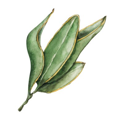 Green floral tropea leaves, hand drawn watercolor illustration isolated on white background. wedding design, birthday party, summer production.