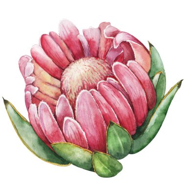 Exotic tropea flower, hand drawn watercolor illustration isolated on white background. wedding design, birthday party, summer production.