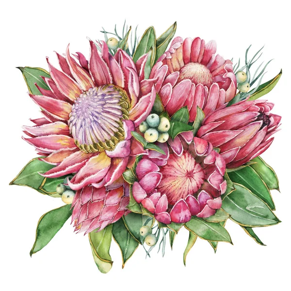 Protea Çiçeği Çelengi Elle Çizilmiş Suluboya Çizimi Beyaz Arka Planda — Stok fotoğraf