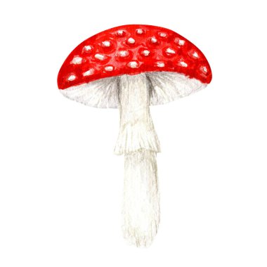 Amanita muscaria suluboya, sinek mantarı. Beyaz benekli kırmızı mantarlar. Beyaz arkaplanda resim.