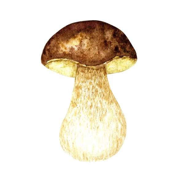 Steinpilze Aquarell, großer weißer Pilz, schwammiger Pilz, vegetarische Gourmetküche, Herbstpilze isoliert auf weißem Hintergrund — Stockfoto