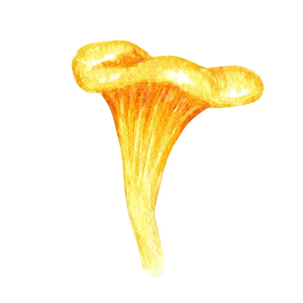Aquarell Pfifferling Pilz isoliert auf weißem Hintergrund. Essbare Pilze gelbe Pfifferlinge Vegetarismus. Goldener Eierpilz — Stockfoto