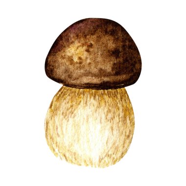 Boletus mantarları suluboya, büyük beyaz mantar, süngerimsi mantar, vejetaryen gurme mutfağı, beyaz arka planda izole edilmiş sonbahar mantarları.