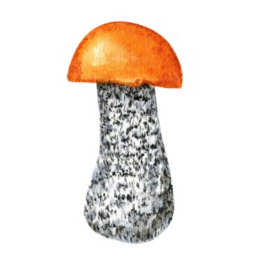 Boletus mantarları suluboya, büyük mantar, süngerimsi mantar, vejetaryen gurme mutfağı, beyaz arka planda izole edilmiş sonbahar mantarları.