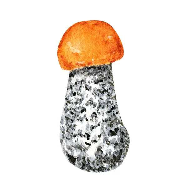 Funghi boletus acquerello, fungo grande, fungo spugnoso, cucina gourmet vegetariana, funghi autunnali isolati su sfondo bianco — Foto Stock
