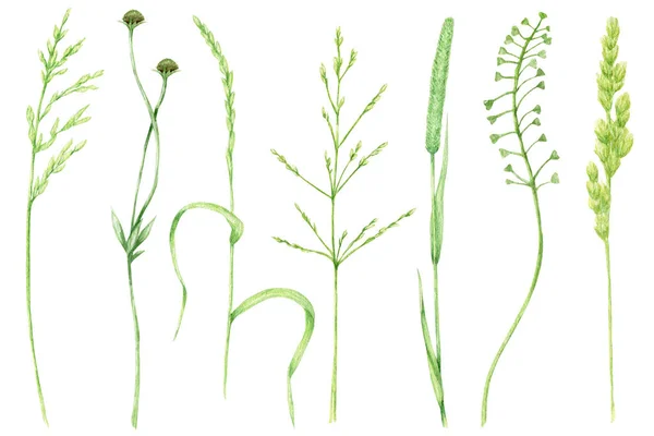 Aquarelle herbe verte, prairie sauvage illustration à base de plantes, céréales plantes sauvages, fleurs dessinées à la main printemps été herbes naturelles isolées sur fond blanc — Photo