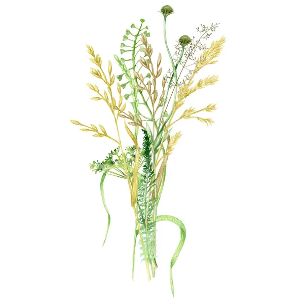 Aquarell wilde Wiese Grasstrauß, grüne Kräuterzusammensetzung Illustration, Getreide Wildpflanzen, Blumen handgezeichnet Frühling Sommer natürliche Kräuter isoliert auf weißem Hintergrund — Stockfoto