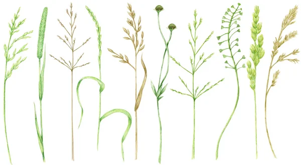 Aquarell grünes Gras, wilde Wiese Kräuter Illustration, Getreide Wildpflanzen, Blumen Hand gezeichnet Frühling Sommer natürliche Kräuter isoliert auf weißem Hintergrund — Stockfoto