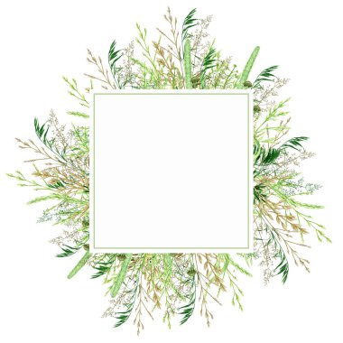 Sulu yeşil çimen çerçeve, yabani çayır yeşillik çizimi, tahıl gevreği yabani bitkileri, çiçekli el çizimi bahar mevsimi doğal otlar beyaz arkaplan üzerinde izole edilmiş metin alanı