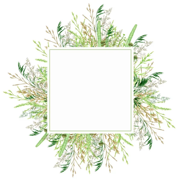 Sulu yeşil çimen çerçeve, yabani çayır yeşillik çizimi, tahıl gevreği yabani bitkileri, çiçekli el çizimi bahar mevsimi doğal otlar beyaz arkaplan üzerinde izole edilmiş metin alanı