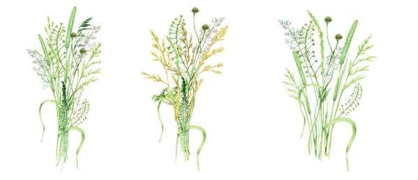 Akvarell vild äng gräs bukett, grön växtbaserade sammansättning illustration, spannmål vilda växter, blommig hand dras vår sommar naturliga örter isolerad på vit bakgrund — Stockfoto