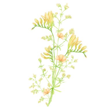 Suluboya yabani çayır buketi, yeşil bitkisel kompozisyon çizimi, tahıl gevreği yabani bitkileri, çiçekli el çizimi bahar mevsimi beyaz arka planda izole edilmiş doğal otlar..