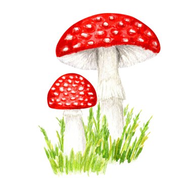 Amanita muscaria suluboya, otlu tarımsal mantar. Beyaz benekli kırmızı mantarlar. Beyaz arkaplanda el çizimi