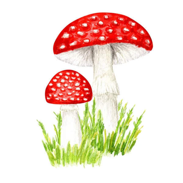 Amanita Muscaria Watercolor Fly Agaric Mushroom Grass White Spotted Toxic — Stock Photo, Image