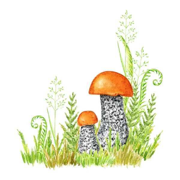 Boletus Mushrooms Watercolor Big Mushroom Grass Spongy Mushroom Vegetarian Gourmet — ストック写真