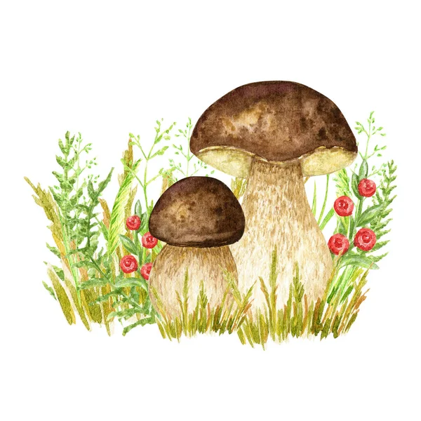 Boletus Mushrooms Watercolor Big White Mushroom Grass Spongy Mushroom Vegetarian —  Fotos de Stock
