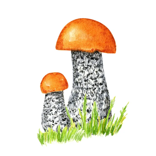 Boletus Mushrooms Watercolor Big Mushroom Grass Spongy Mushroom Vegetarian Gourmet —  Fotos de Stock