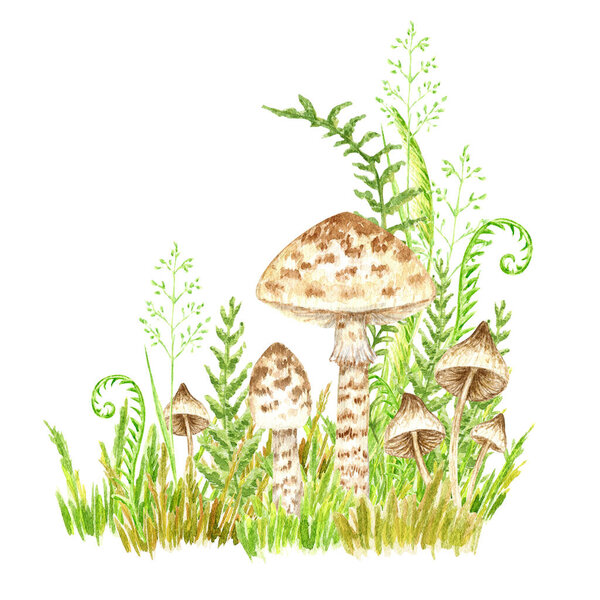 Poisonous mushrooms watercolor, toadstool, inedible toxic mushroom, fly agaric, white toadstool. Isolated hand drawn illustration on a white background.