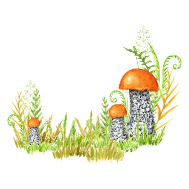 Boletus mantarları suluboya, otlu büyük mantar, süngerimsi mantar, vejetaryen gurme mutfağı, sonbahar mantarları beyaz arka planda izole edilmiş el çizimleri..