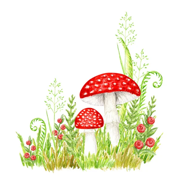 Amanita muscaria suluboya, otlu tarımsal mantar. Beyaz benekli kırmızı mantarlar. Beyaz arkaplanda el çizimi