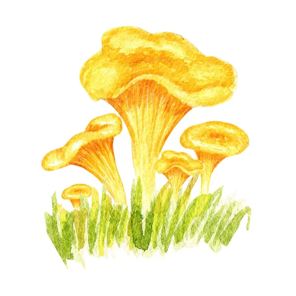 Watercolor Chanterelle Mushroom Grass Hand Drawn Illustration Isolated White Background — Fotografia de Stock