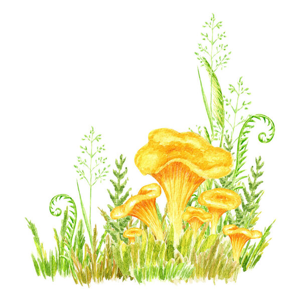Watercolor Chanterelle Mushroom with grass hand drawn illustration isolated on white background. Edible mushrooms yellow chanterelle vegetarianism. Golden egg Mushroom.