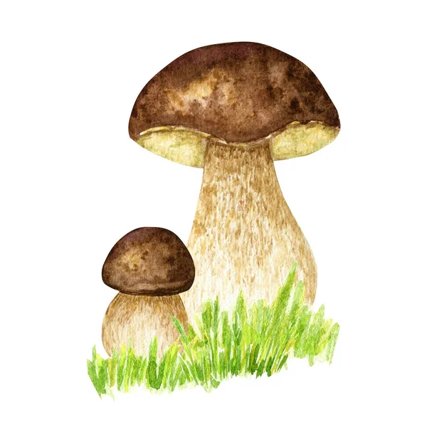 Boletus Mushrooms Watercolor Big White Mushroom Grass Spongy Mushroom Vegetarian — Fotografia de Stock