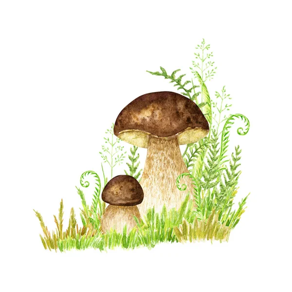 Boletus Mushrooms Watercolor Big White Mushroom Grass Spongy Mushroom Vegetarian — Foto de Stock