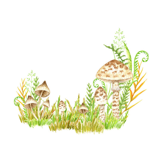 Poisonous mushrooms watercolor, toadstool, inedible toxic mushroom, fly agaric, white toadstool. Isolated hand drawn illustration on a white background.