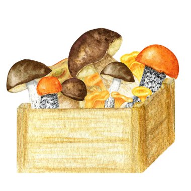 Mushrooms in wooden box Watercolor hand drawn illustration isolated on white background. Set of cut edible wild forest mushrooms