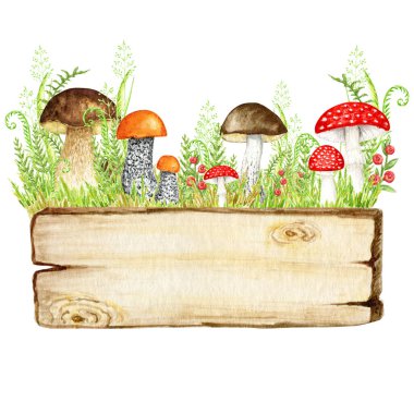 Mantarlar suluboya ahşap tabela çerçevesi, otlu büyük mantar, süngerimsi mantar, vejetaryen gurme mutfağı, sonbahar mantarları beyaz arka planda izole edilmiş el çizimleri..
