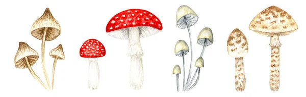 Несъедобные Грибы Amanita Muscaria Watercolor Fly Agaric Mushroom Ядовитые Белые — стоковое фото