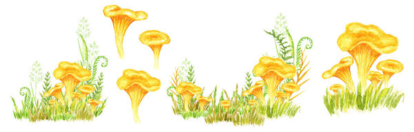 Watercolor Chanterelle Mushroom with grass hand drawn illustration isolated on white background. Edible mushrooms yellow chanterelle vegetarianism. Golden egg Mushroom.