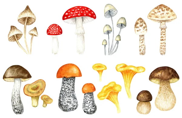 Conjunto Acuarela Boletus Hongo Champiñones Esponjosos Cocina Gourmet Vegetariana Amanita —  Fotos de Stock