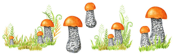 Boletus mushrooms watercolor set, big mushroom with grass, spongy mushroom, vegetarian gourmet cuisine, autumn mushrooms hand drawn illustration isolated on white background.