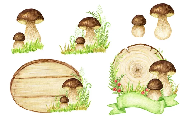 Boletus Mushrooms Watercolor Frame Set Big Mushroom Grass Spongy Mushroom — Stock Photo, Image