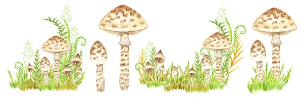 Ensemble Aquarelle Aux Champignons Toxiques Tabouret Crapaud Champignon Toxique Non — Photo