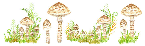Poisonous mushrooms watercolor set, toadstool, inedible toxic mushroom, fly agaric, white toadstool. Isolated hand drawn illustration on a white background.