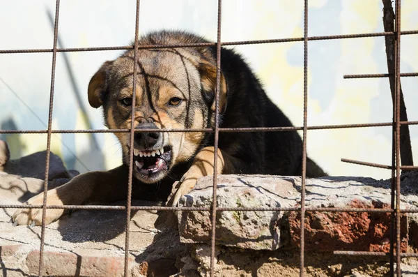 öfkeli köpek