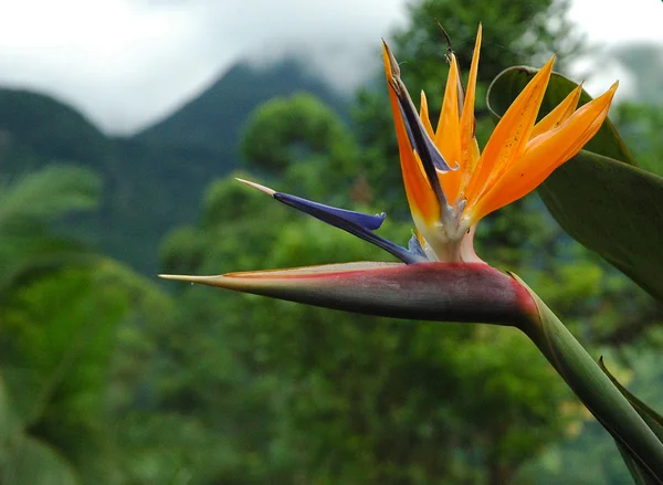 Oiseau de paradis fleur — Photo