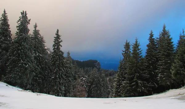 Paesaggio invernale con pino — Foto Stock