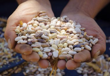 farklı cins fasulye tutan eller